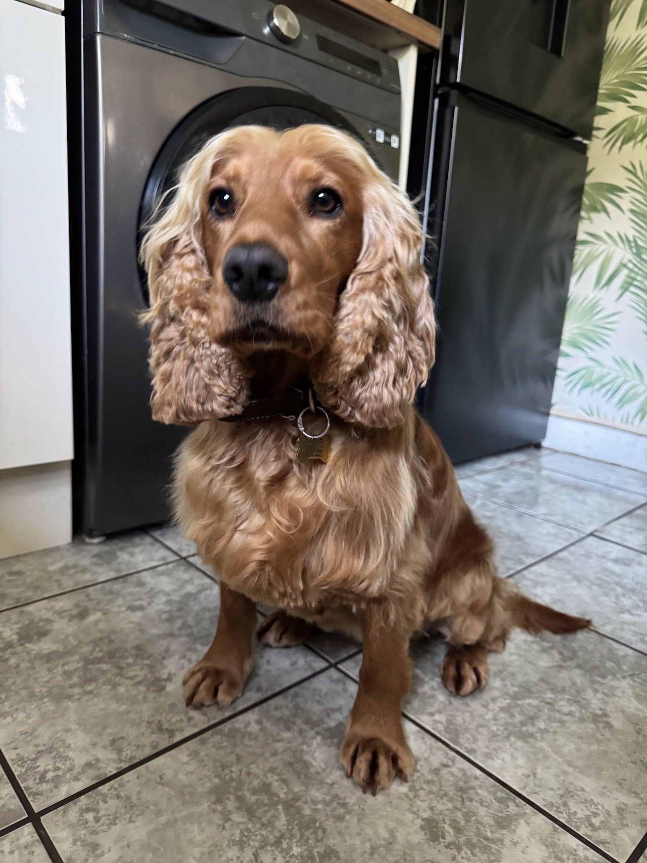 All Woofs n Whiskers (Pet Groomers)