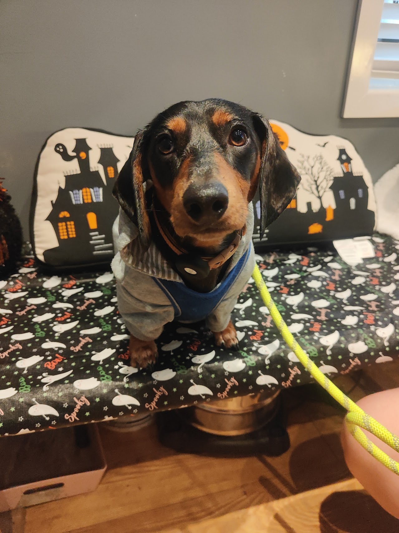 All Woofs n Whiskers (Pet Groomers) — photo