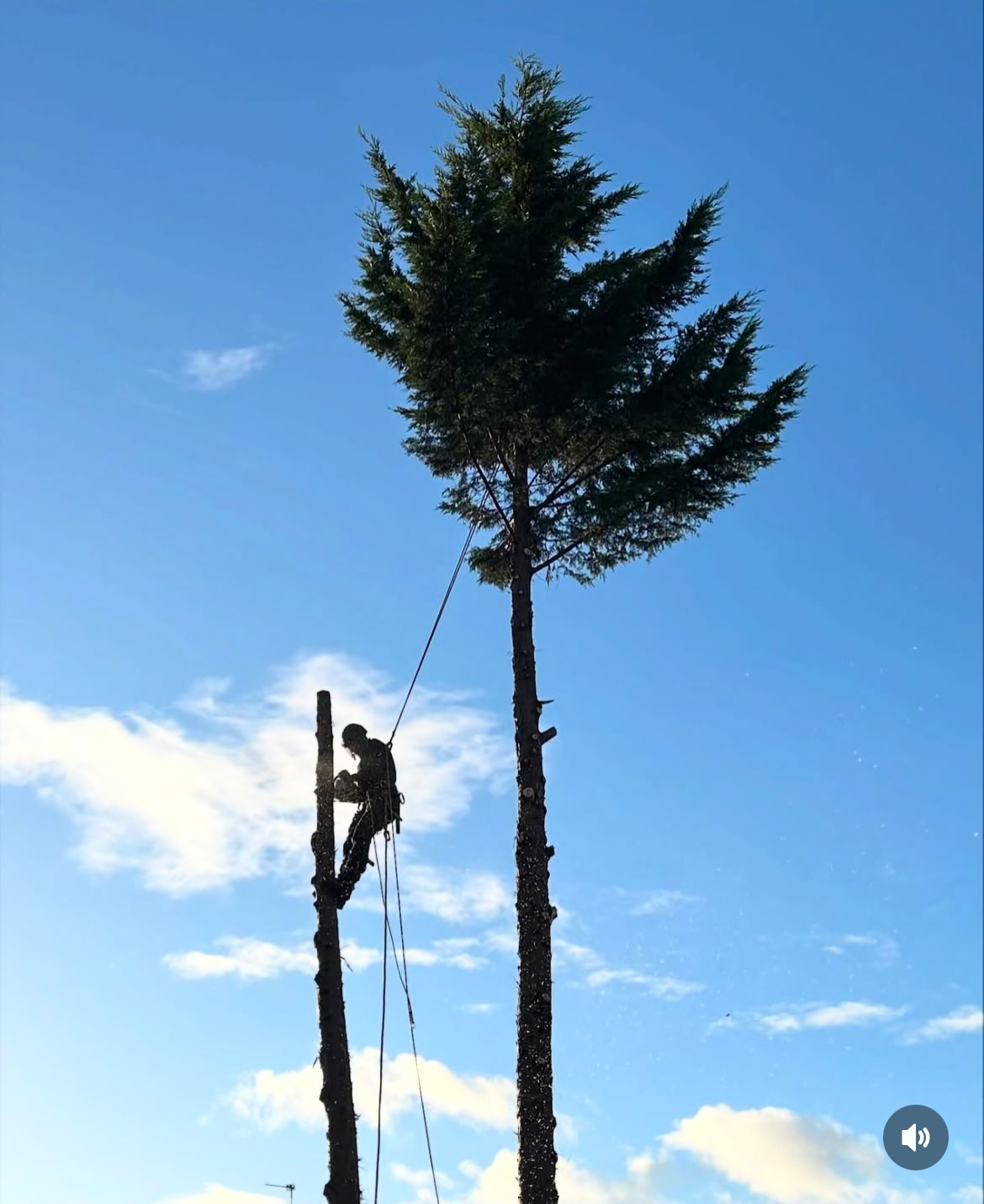 JLH Tree & Hedge