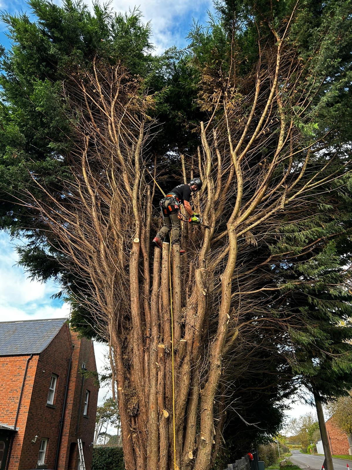 JLH Tree & Hedge — photo