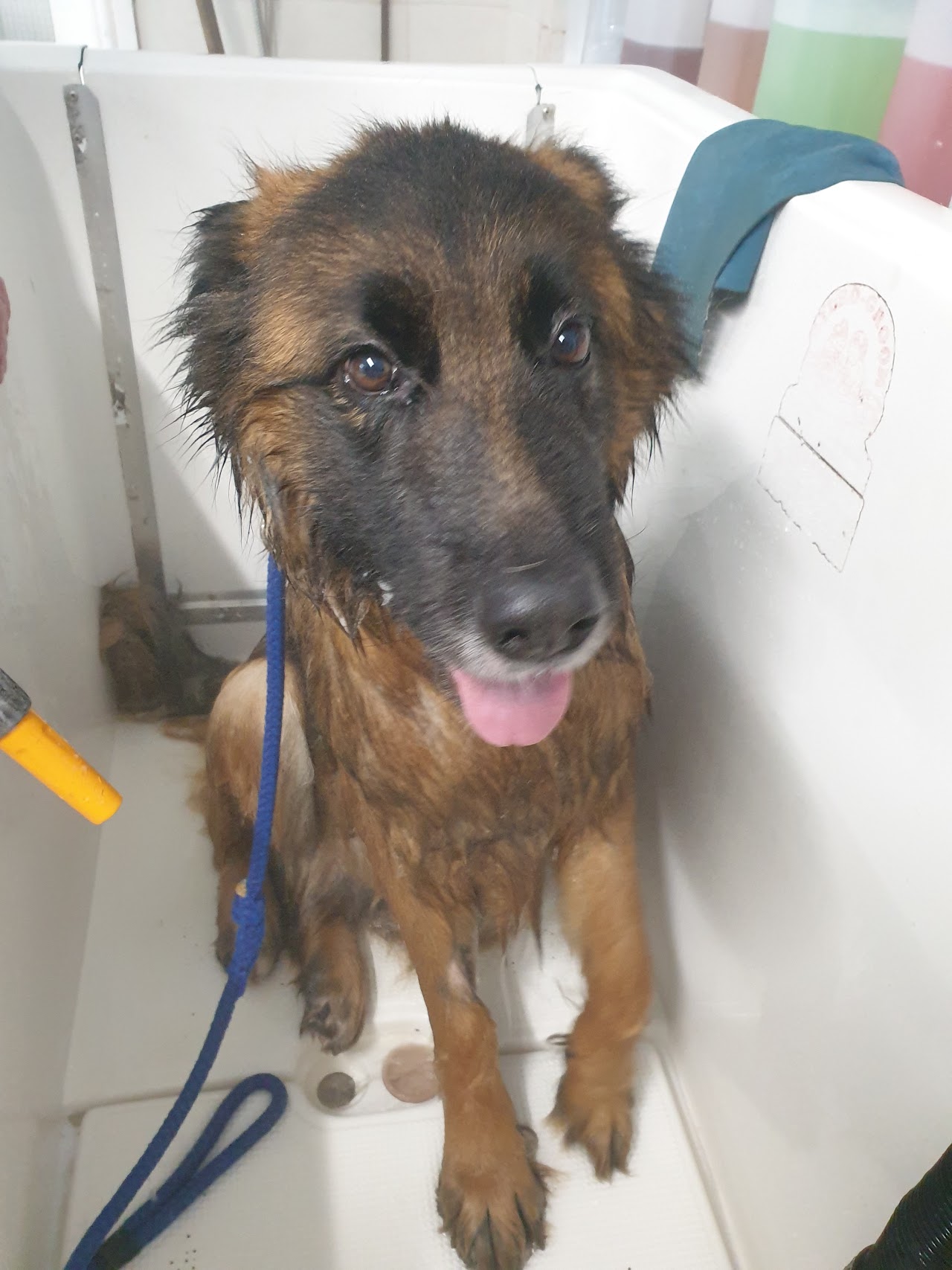 K9 Spa Hydrotherapy Centre — photo