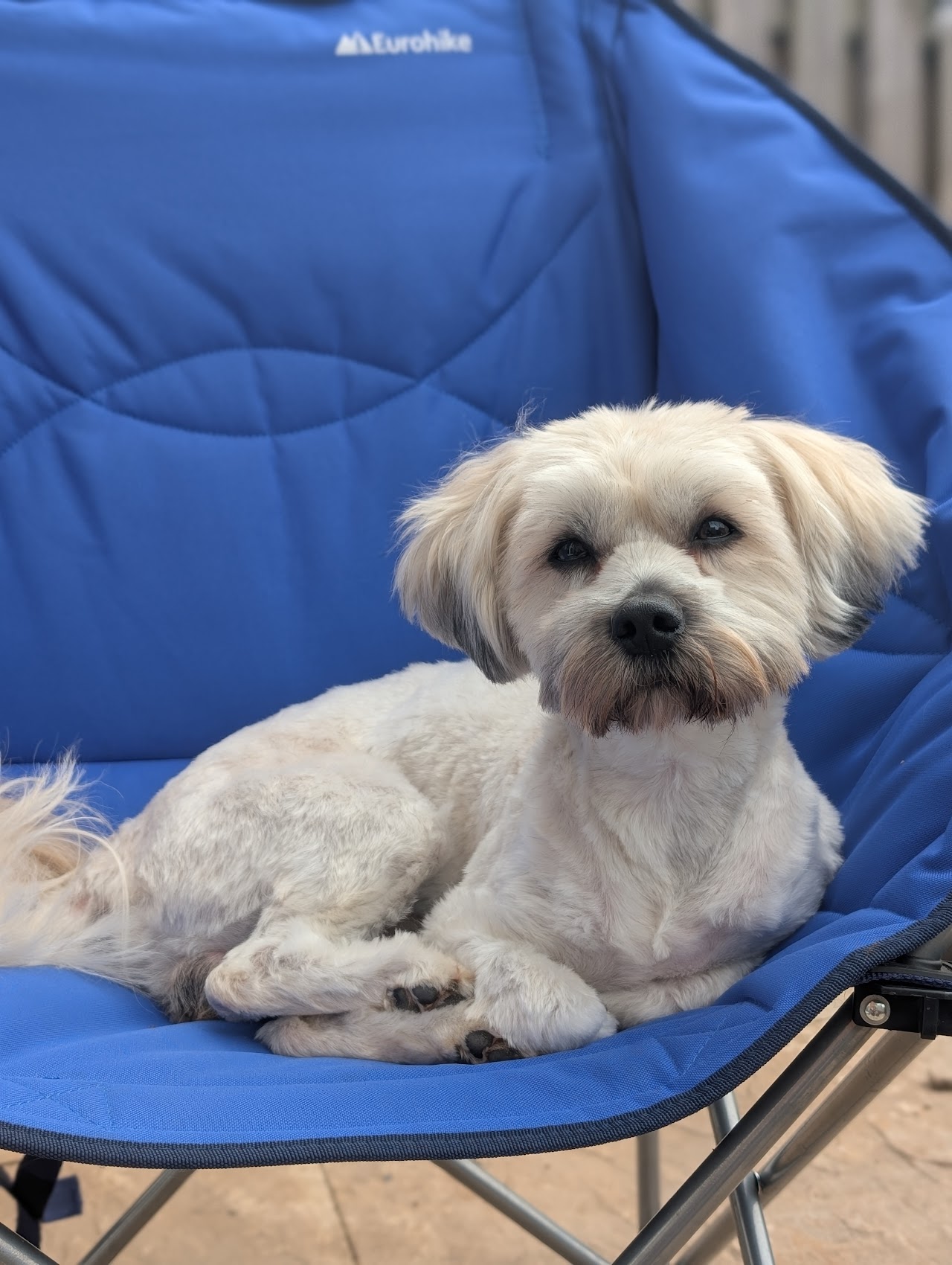 WAGS Dog Grooming - Stoke on Trent