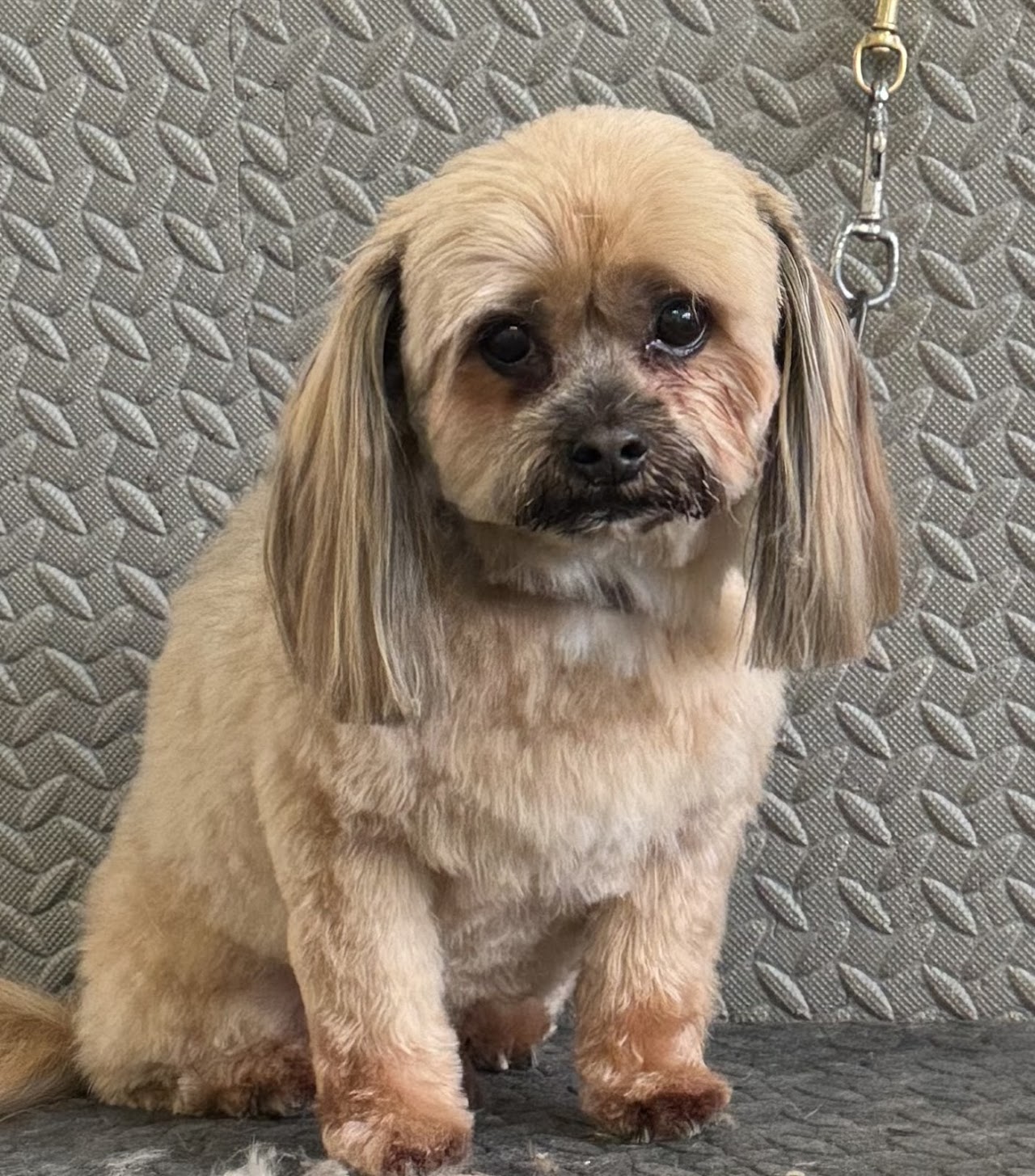 WAGS Dog Grooming - Stoke on Trent