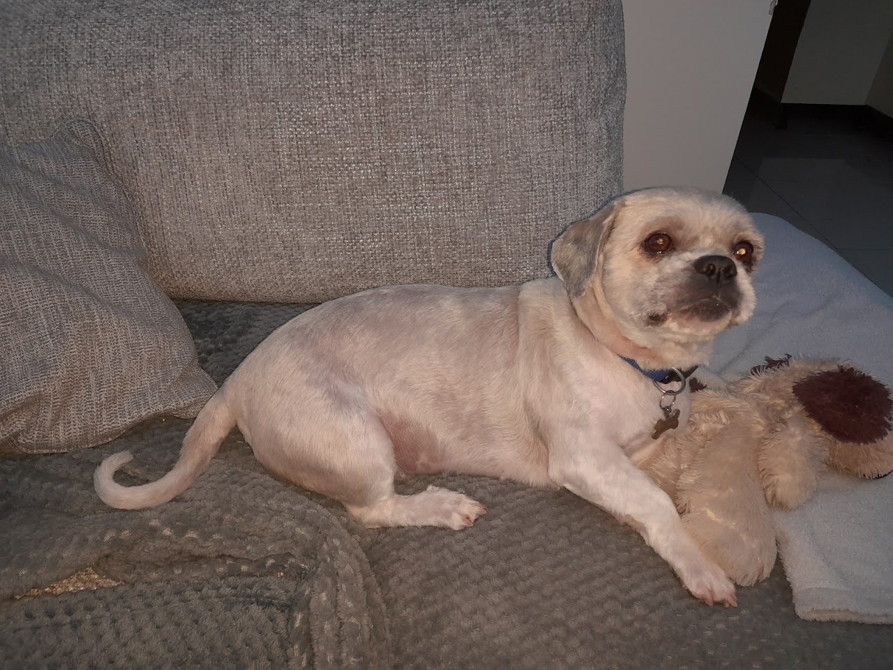 WAGS Dog Grooming - Stoke on Trent — photo