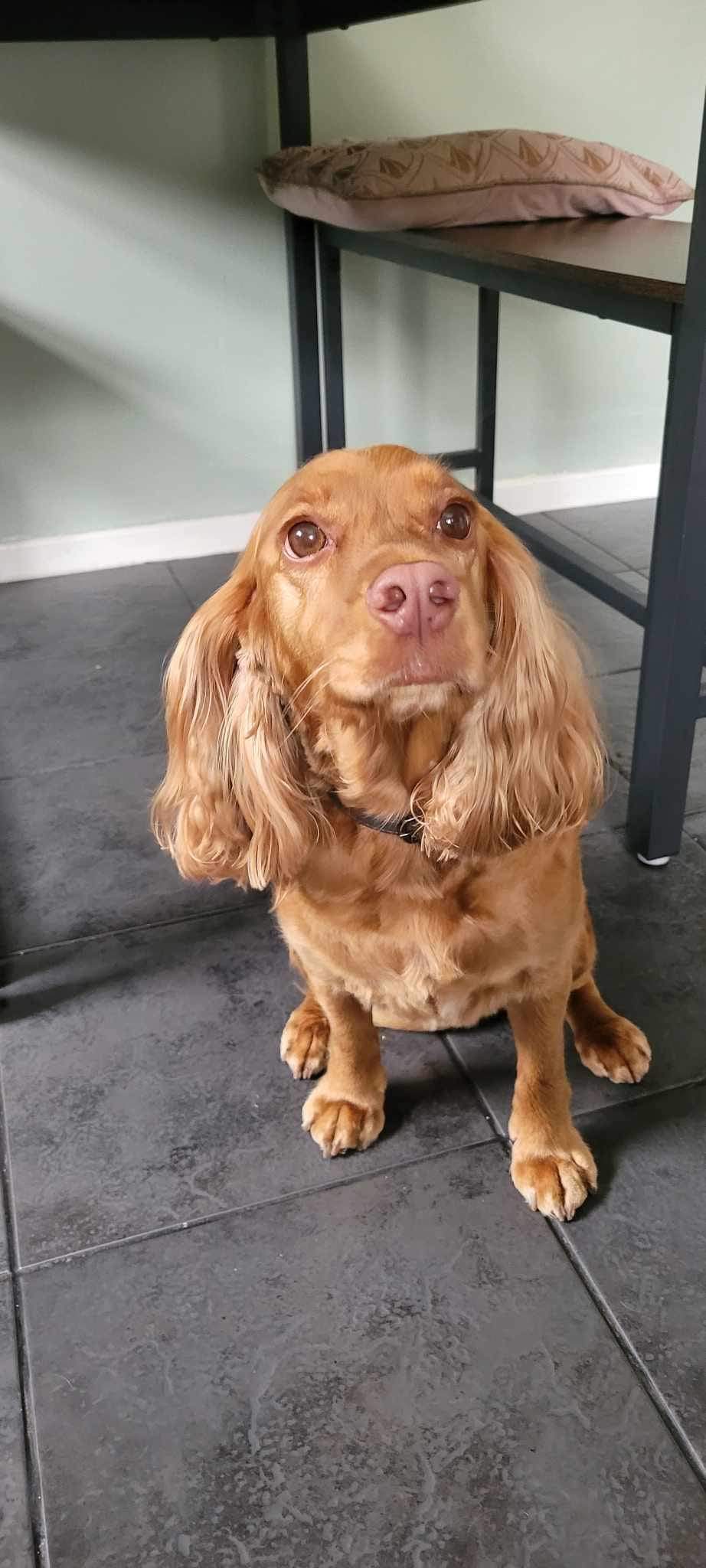 WAGS Dog Grooming - Stoke on Trent — photo